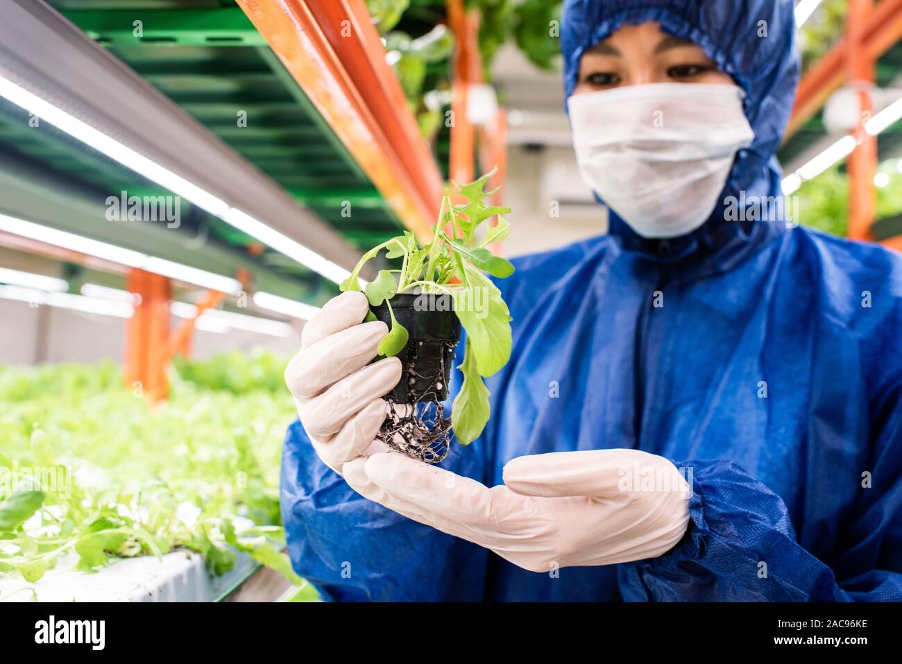 Biologiste gantée en masque de protection et d'une combinaison verte holding seedling Banque D'Images