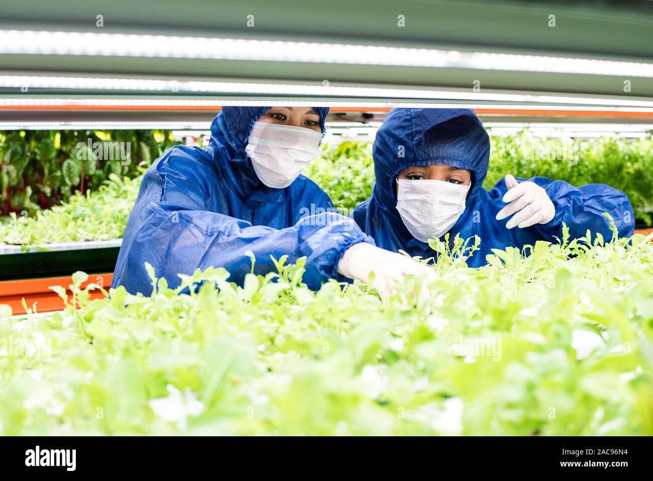 Deux émissions de travailleurs dans une combinaison protectrice à l'intermédiaire de plants vert Banque D'Images
