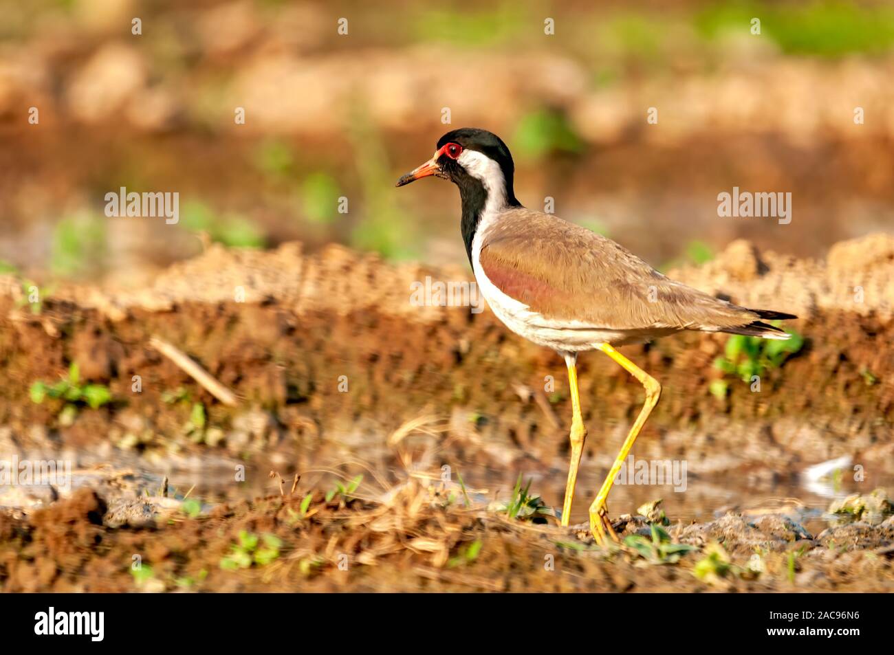 un lapwing à puissance rouge dans un champ en lumière dorée Banque D'Images