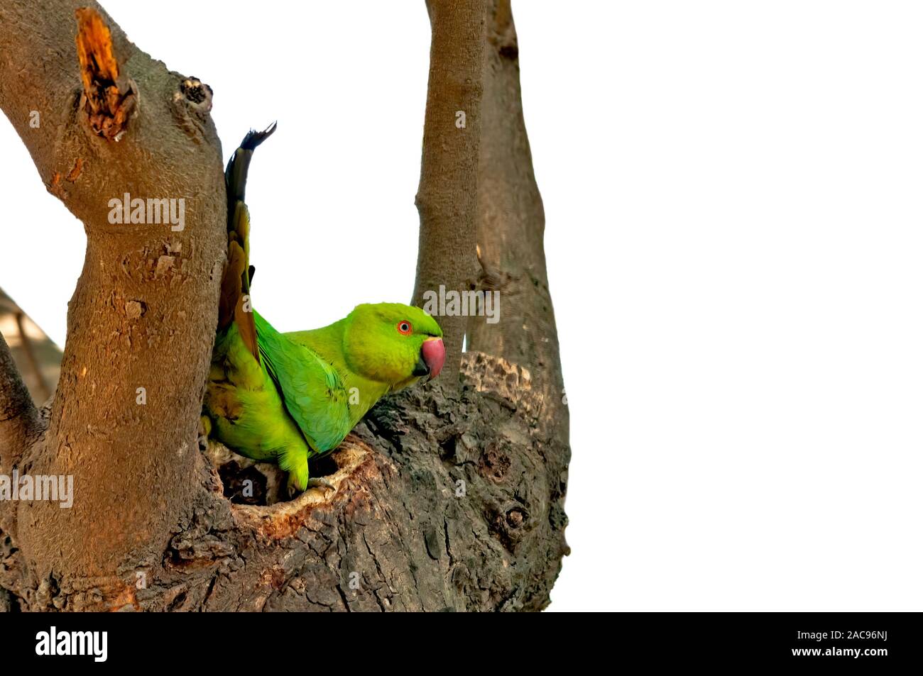 Une femelle rose a annelé le parakeet dans son nid sur un arbre Banque D'Images