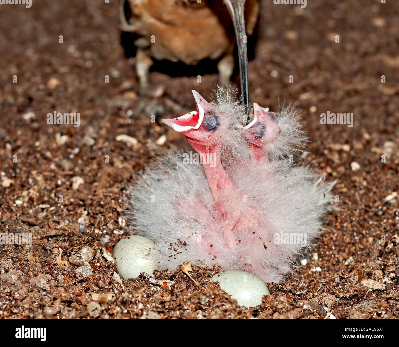 Un hoopoe commun nourrir des poussins au nid Banque D'Images
