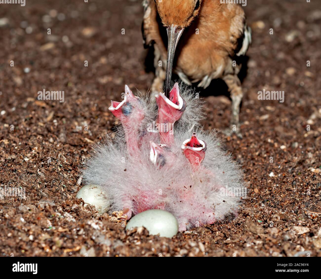 Hoopoe commun nourrissant ses poussins au nid Banque D'Images