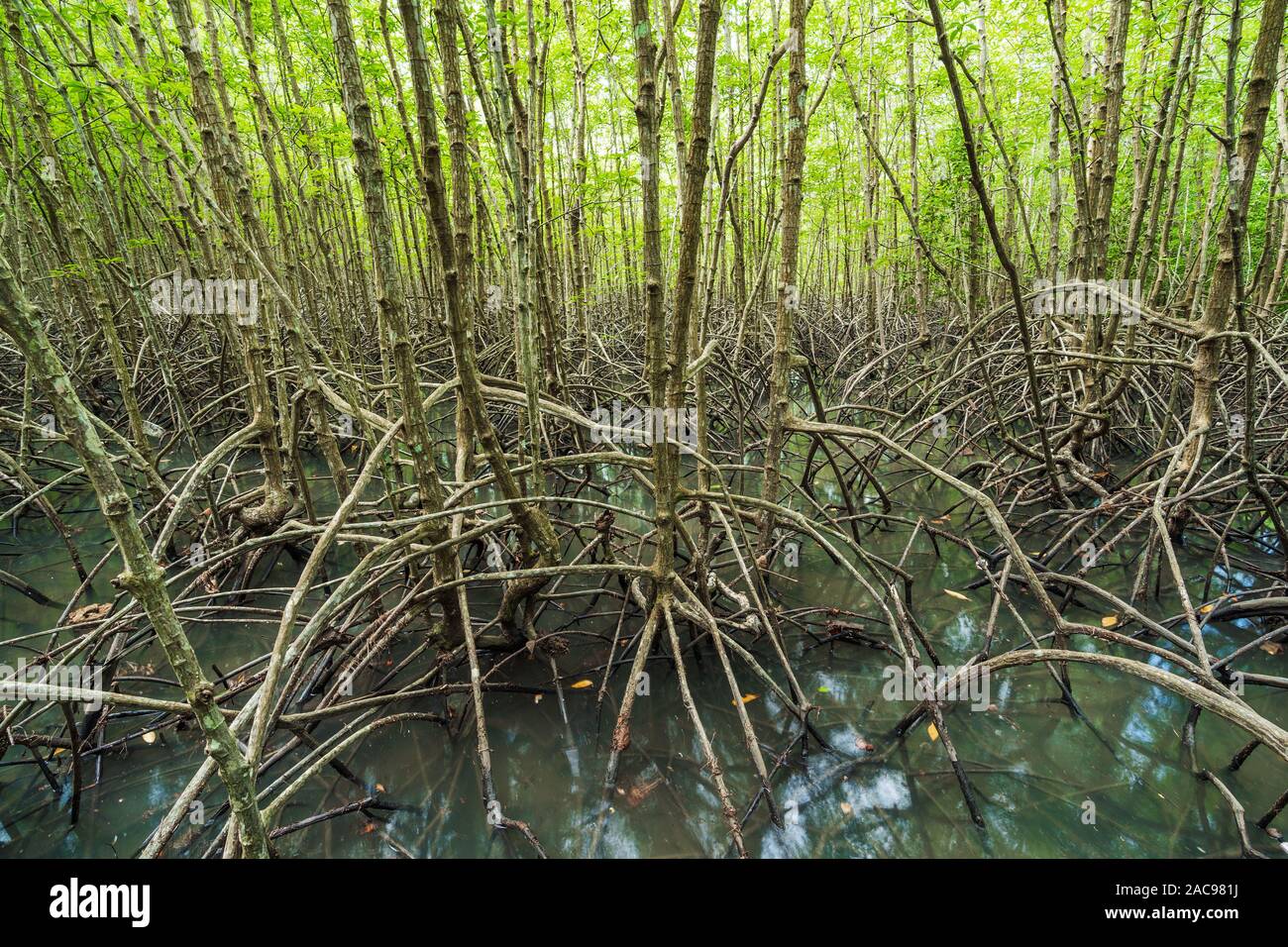 Forêt de mangrove tree et la racine à Tung Prong Thong, la province de Rayong, Thaïlande Banque D'Images