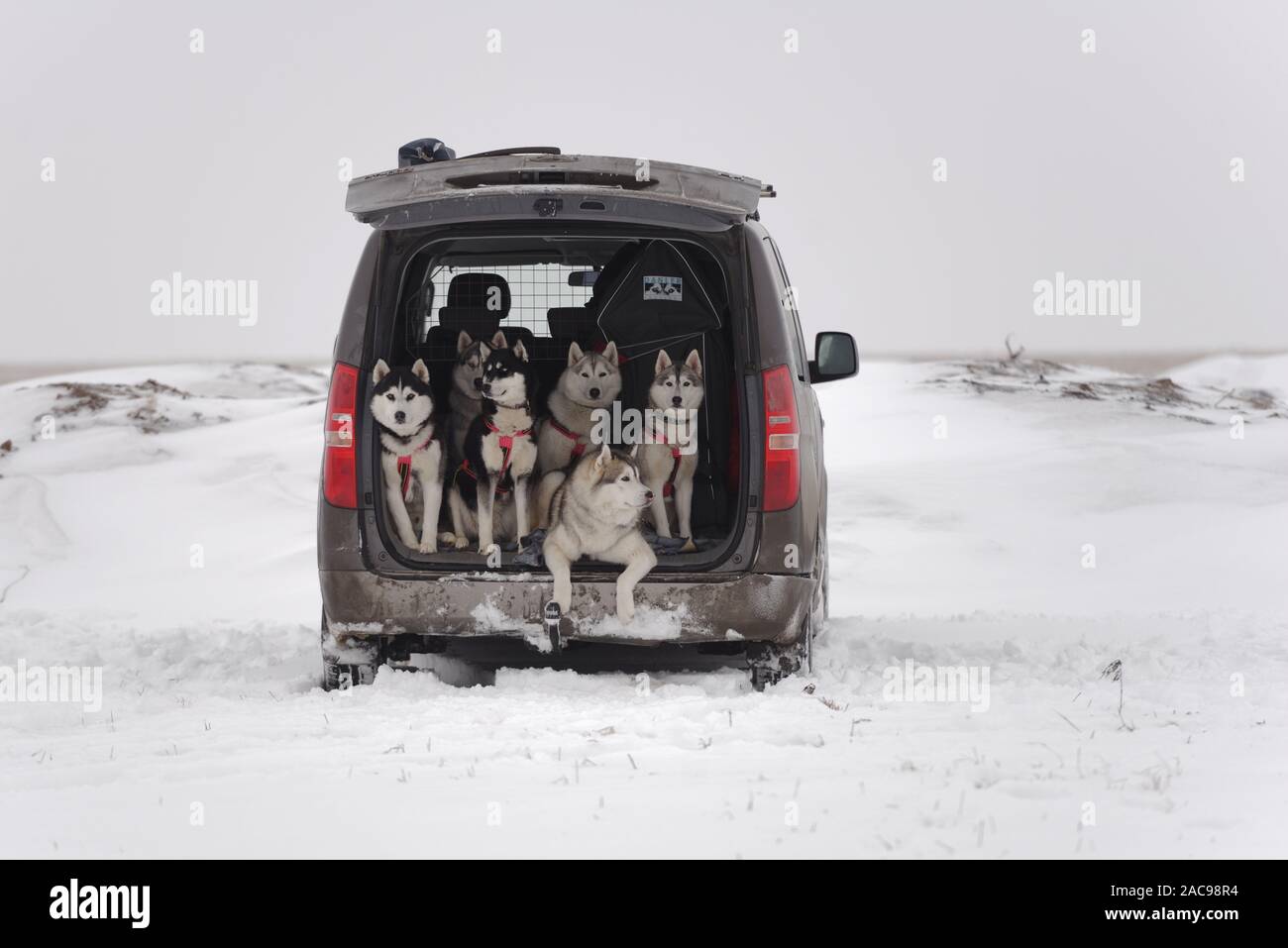 L'équipe de 6 chiens de traîneau de malamutes et hasky en attente dans une voiture pour le début des compétitions Banque D'Images