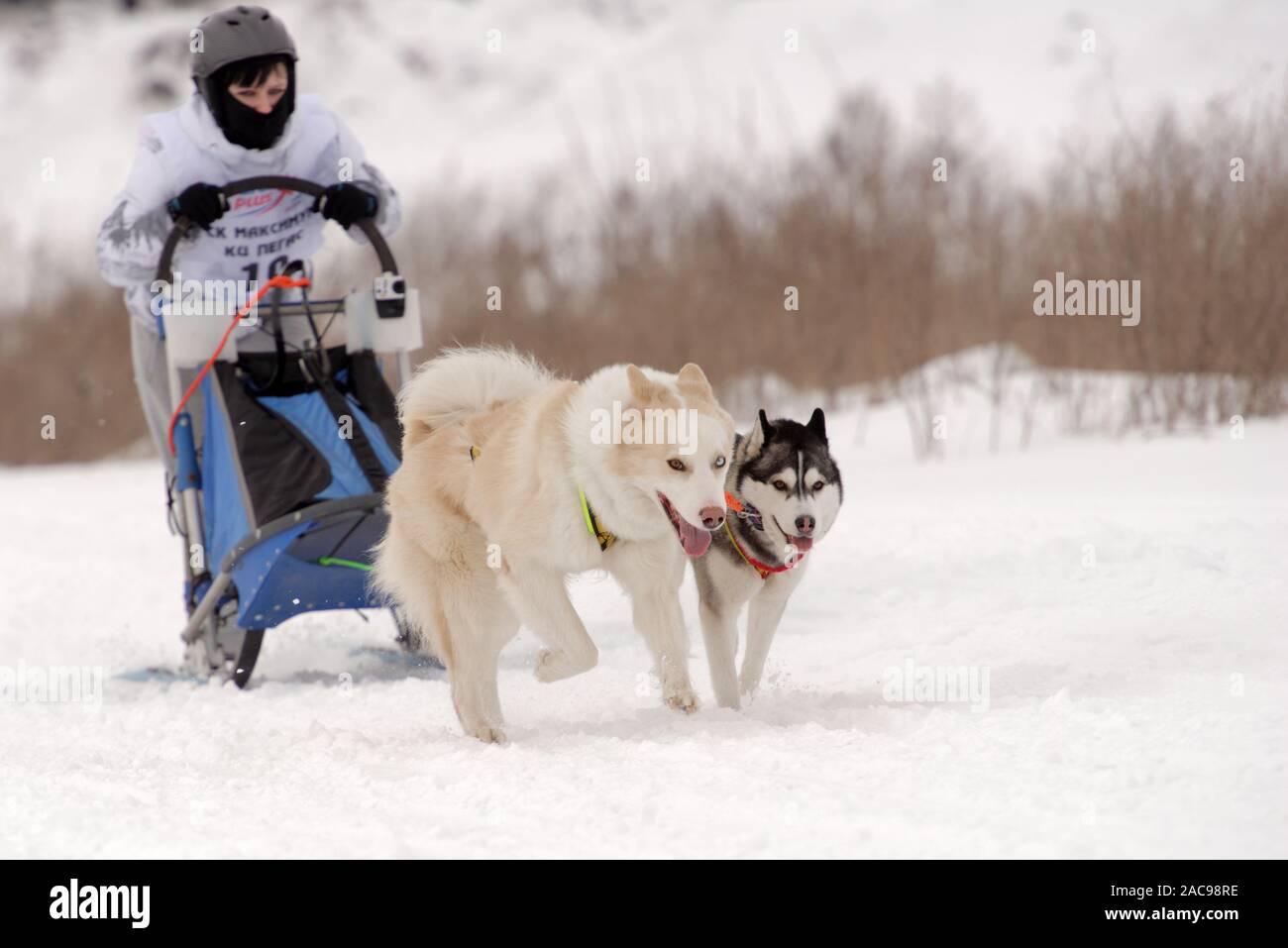 Musher et son équipe de chiens de traîneau en concurrence Grand tour Pôle Koulikovo Sled Dog Race.Cette course annuelle rassemble des concurrents de toute la Russie Banque D'Images