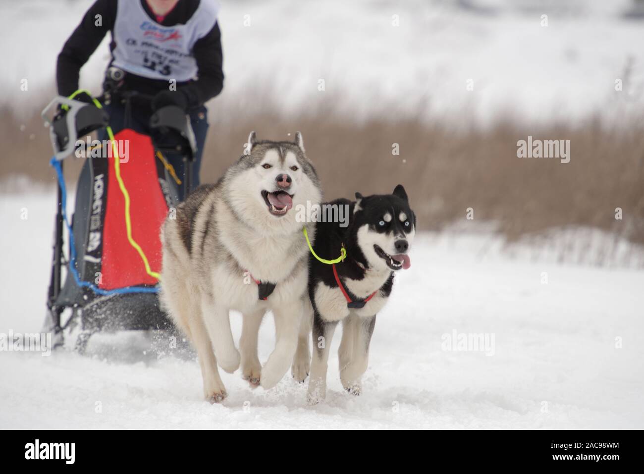 Musher et son équipe de chiens de traîneau en concurrence Grand tour Pôle Koulikovo Sled Dog Race.Cette course annuelle rassemble des concurrents de toute la Russie Banque D'Images