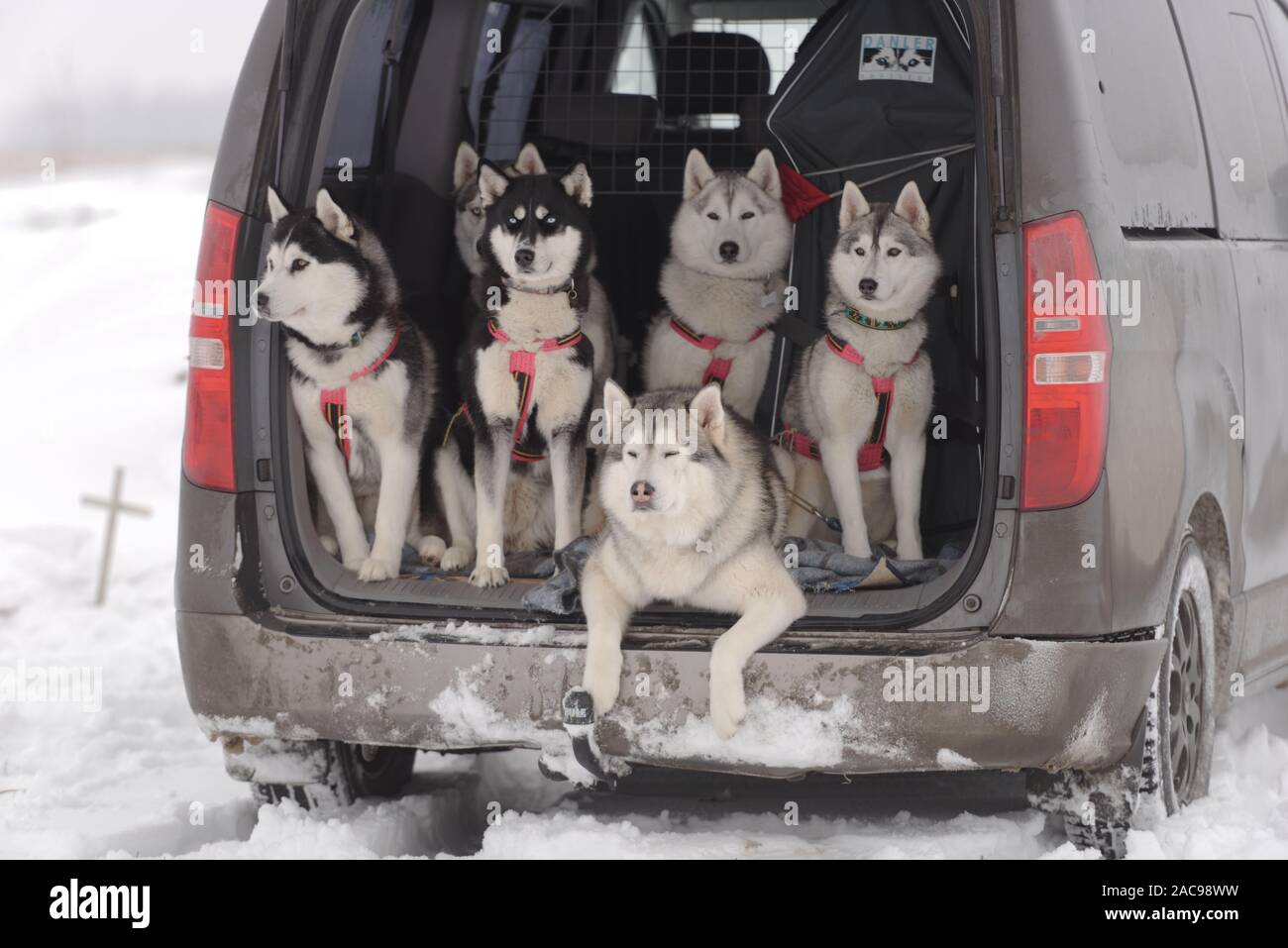 L'équipe de 6 chiens de traîneau de malamutes et hasky en attente dans une voiture pour le début des compétitions Banque D'Images