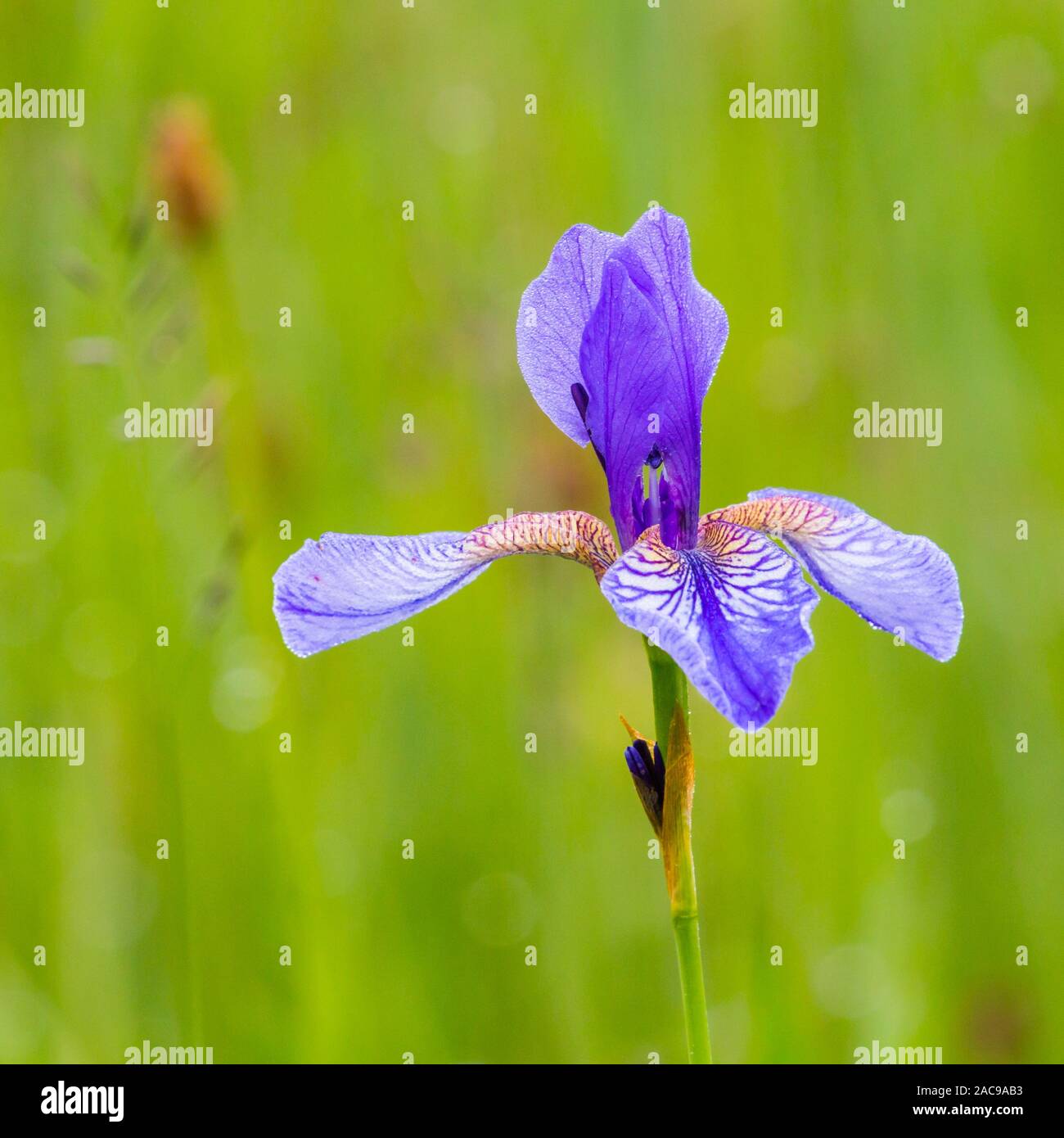 Fleurs fleur naturelle chef de l'iris de Sibérie (Iris sibirica) dans l'herbe verte Banque D'Images