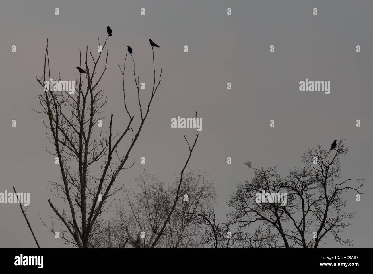 Naturel noir corbeau assis sur treetop en hiver à l'aube Banque D'Images
