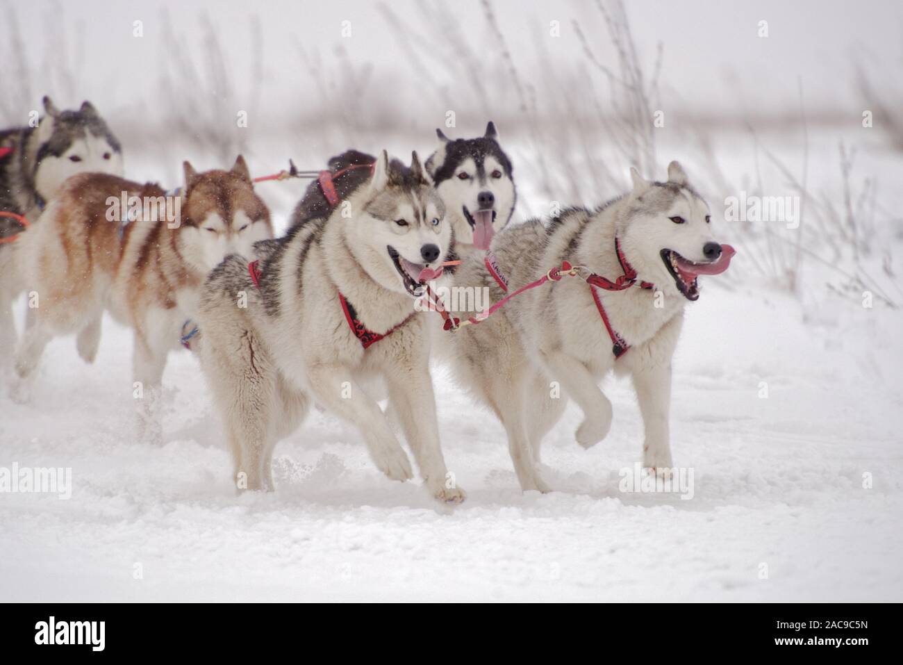 L'équipe de chiens de traîneau de 6 participe à un concours de course de chiens de traîneau Banque D'Images