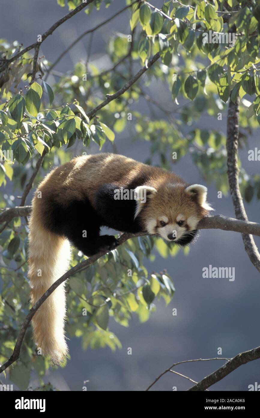 Le panda rouge, vallée de Wolong, Wolong Tal, Himalaya, Chine Banque D'Images