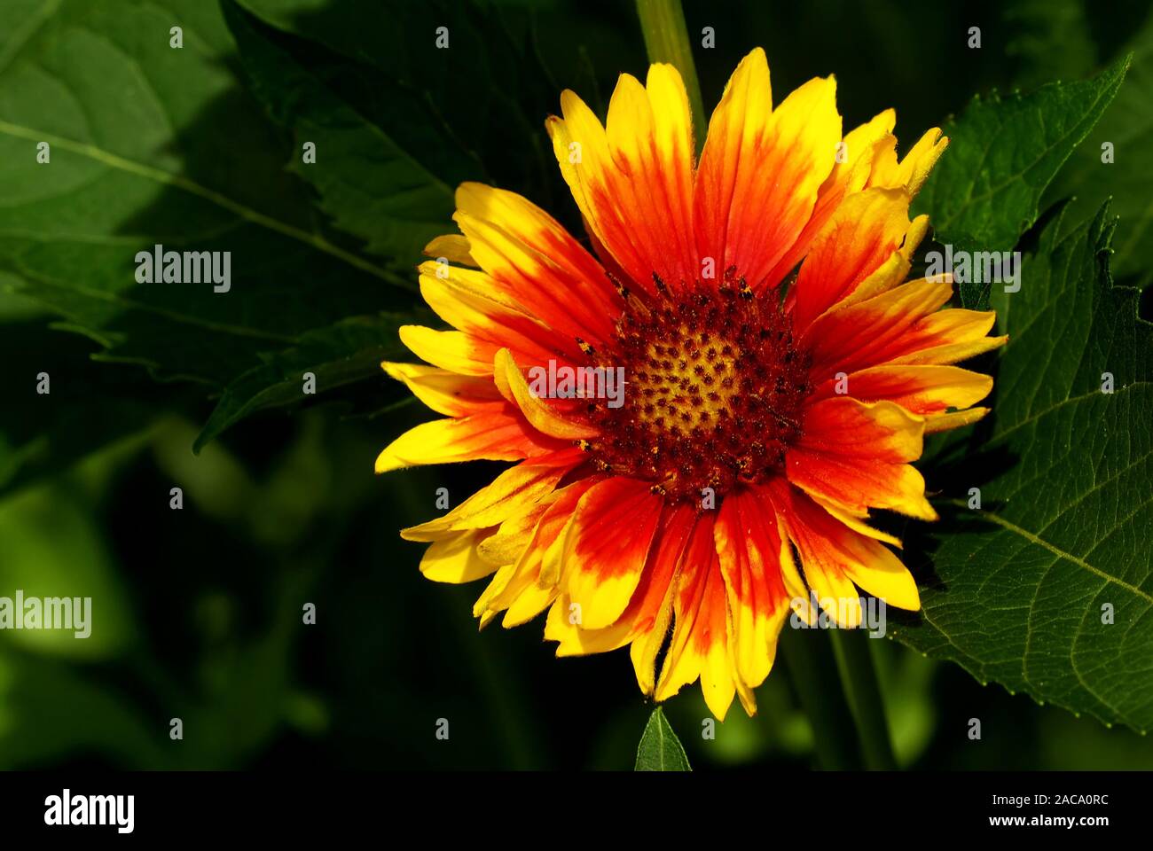 Gaillardia aristata - Kokardenblume Banque D'Images