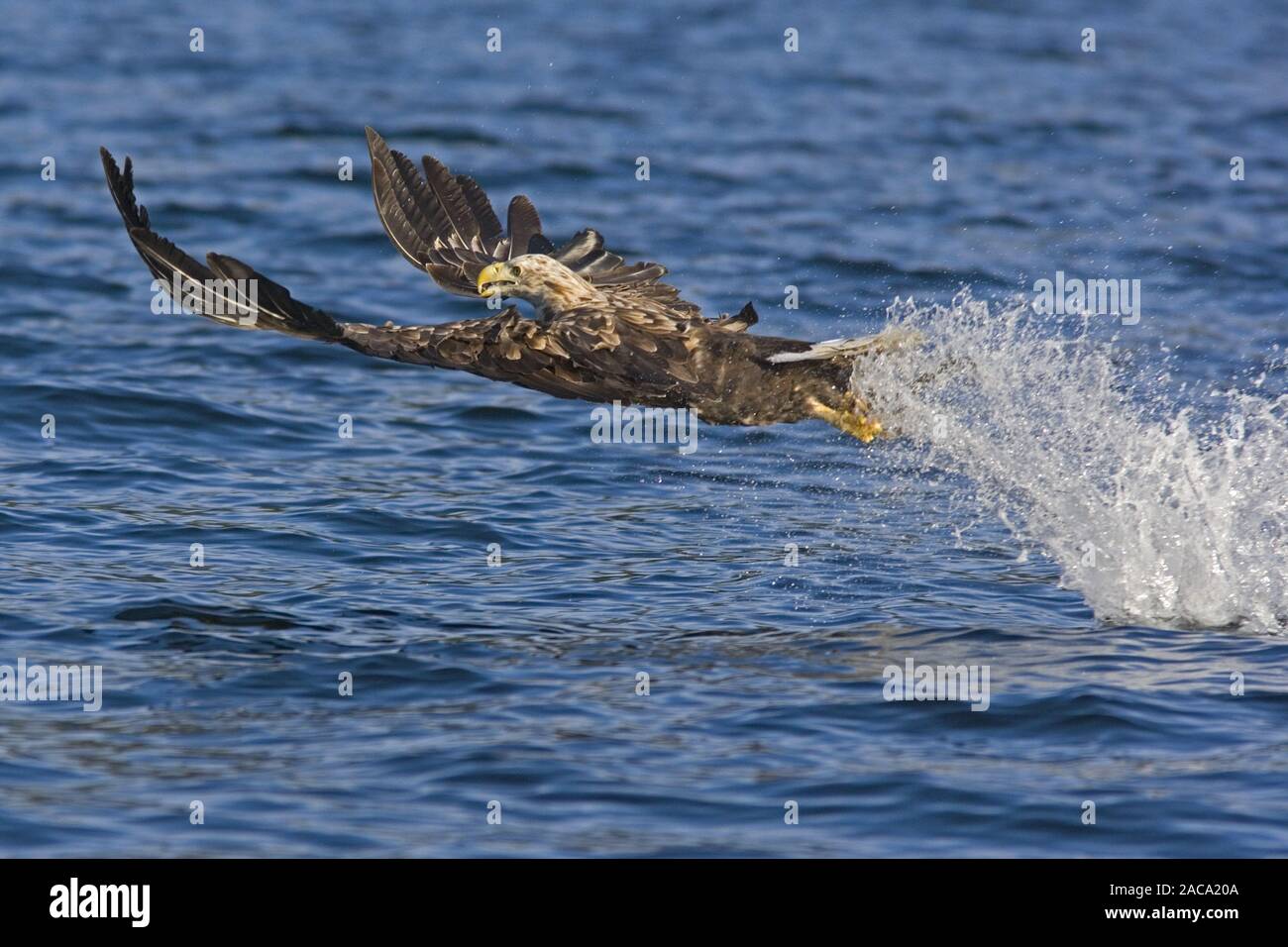 Pygargue à queue blanche (Haliaeetus albicilla),,, Norvège, Seeadler Norwegen, Europa, Europe Banque D'Images