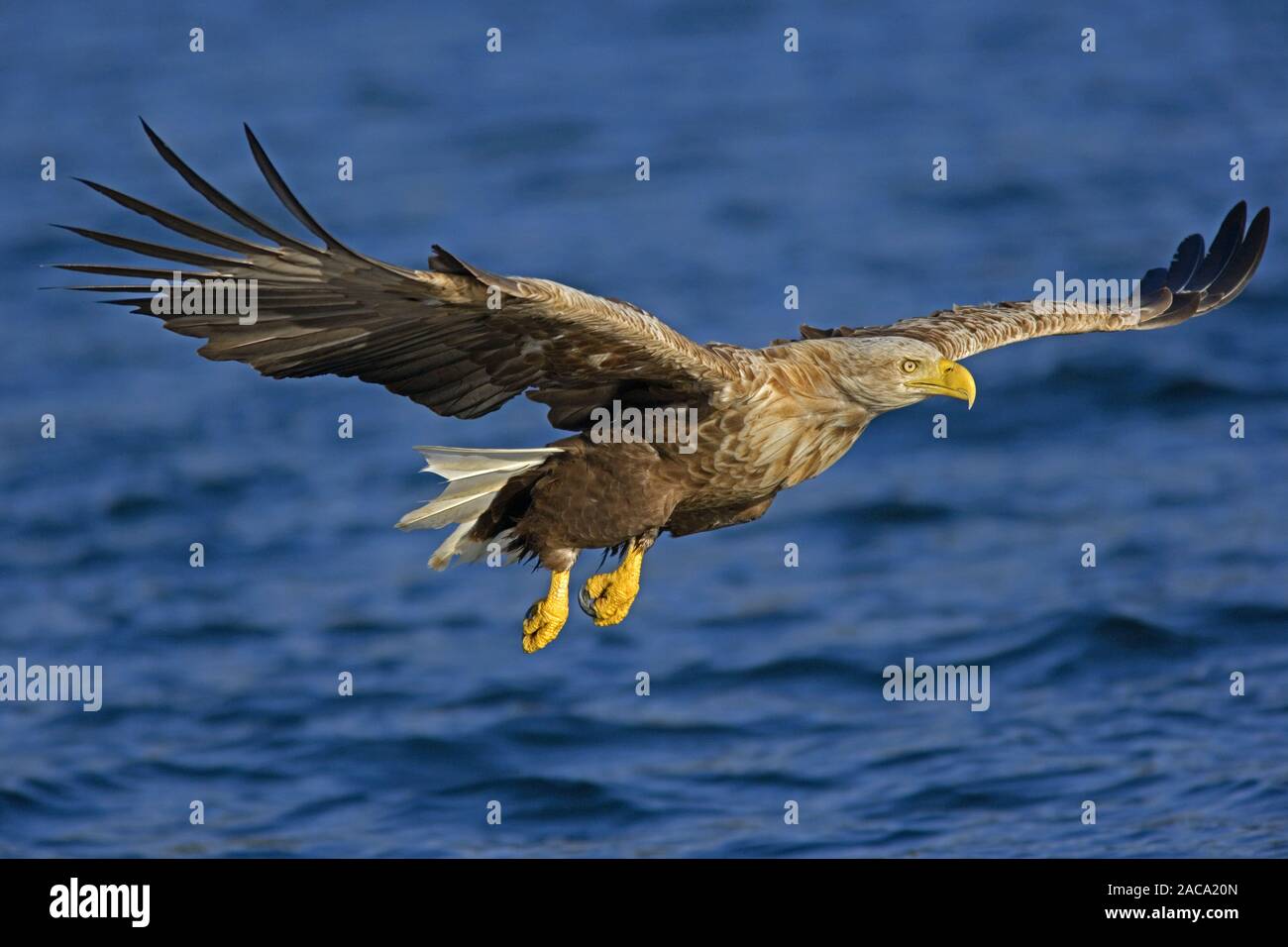 Pygargue à queue blanche (Haliaeetus albicilla),,, Norvège, Seeadler Norwegen, Europa, Europe Banque D'Images