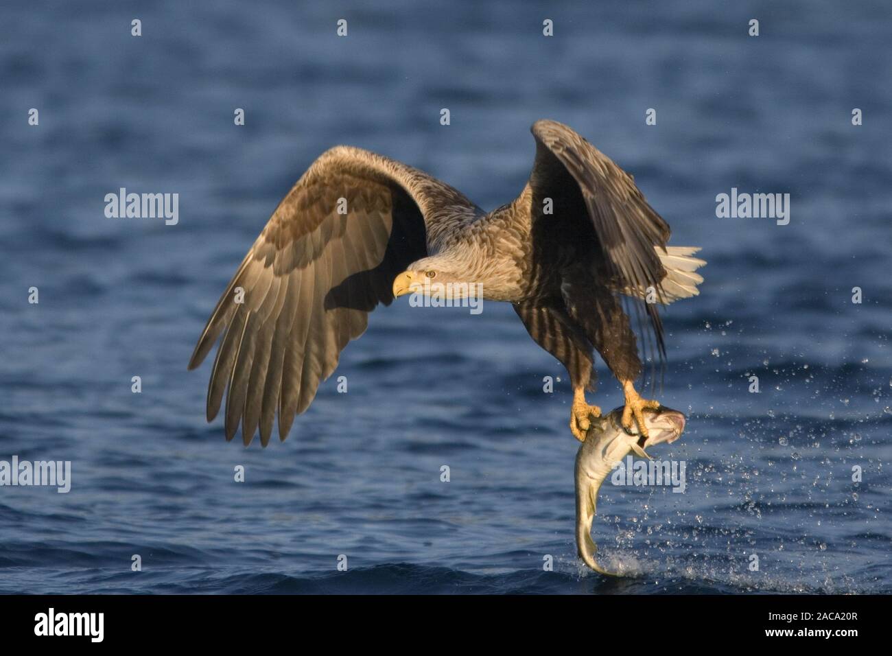 Pygargue à queue blanche (Haliaeetus albicilla),,, Norvège, Seeadler Norwegen, Europa, Europe Banque D'Images