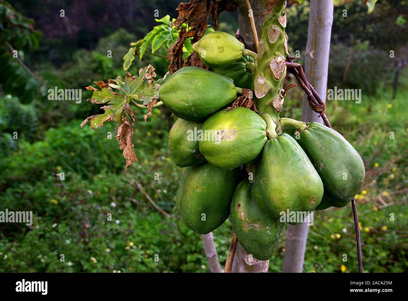 Carica papaya - Papayabaum Banque D'Images