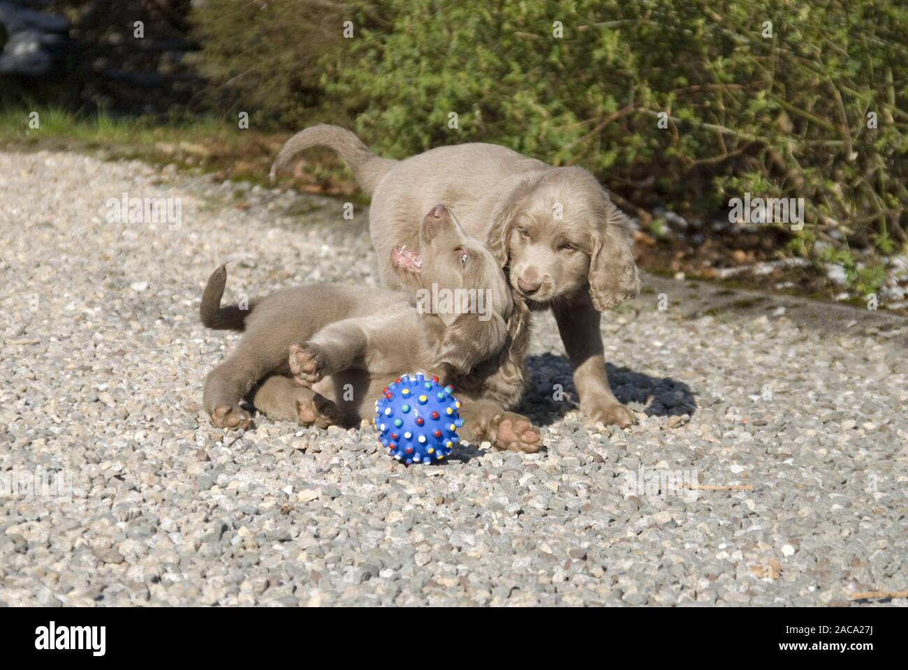 Braque de Weimar poil long chiots Banque D'Images