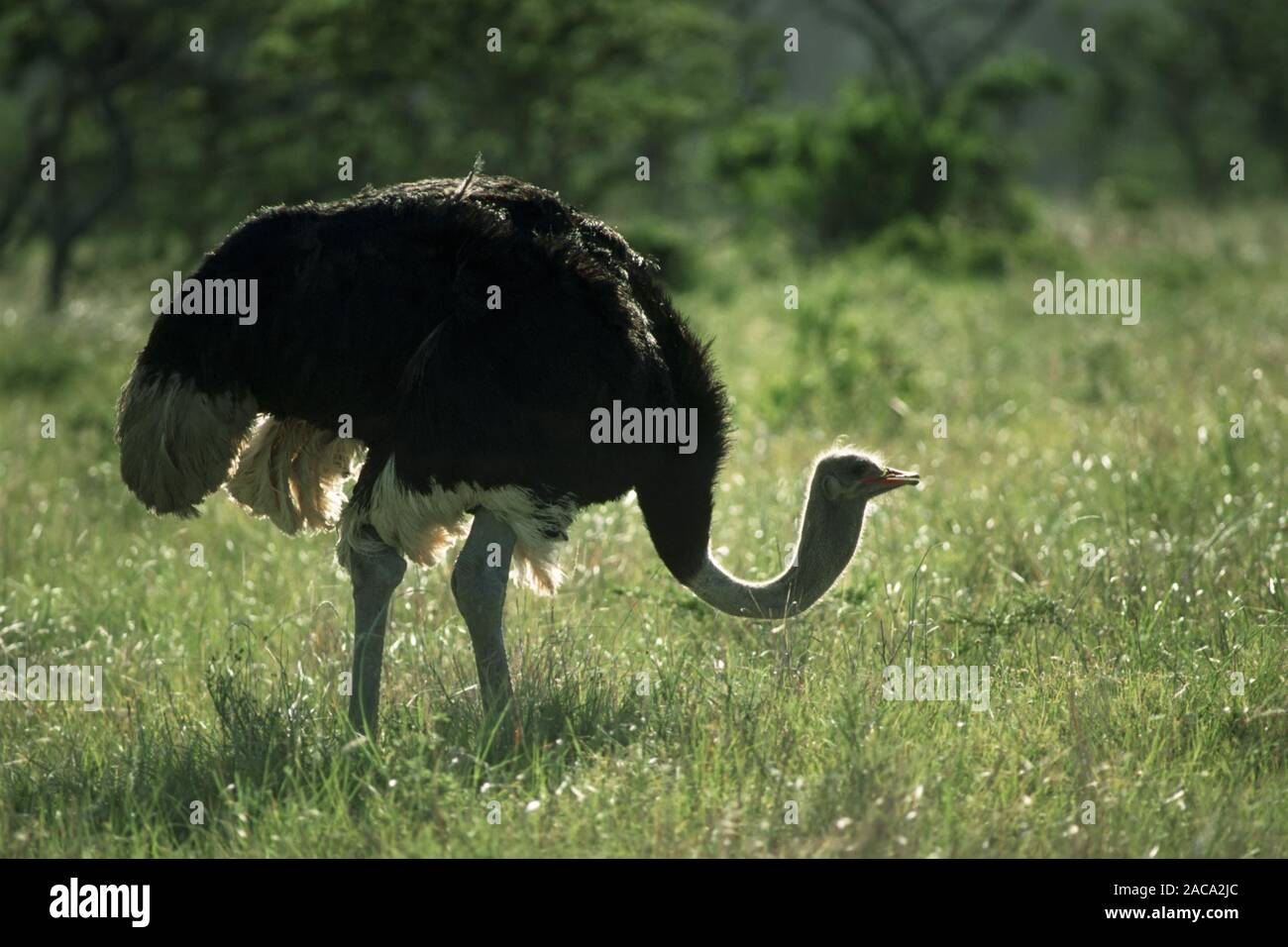 Strauss, l'Autruche (Struthio camelus) Mpongo Park, Suedafrika, Afrika Banque D'Images