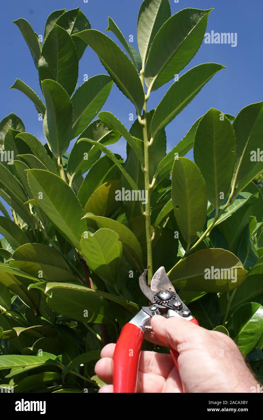 Prunus laurocerasus, Kirschlorbeer, Laurel Cherry Banque D'Images