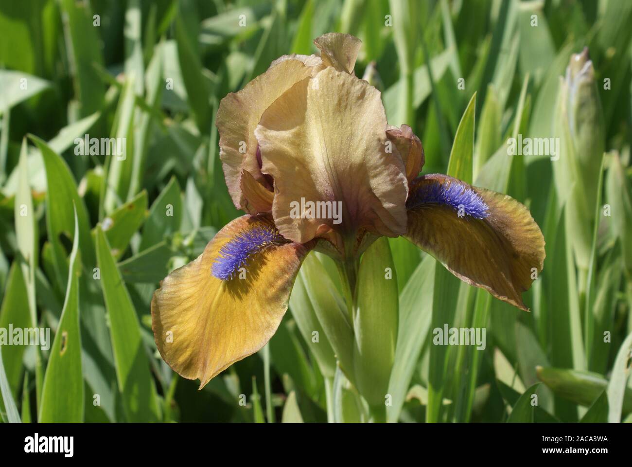 Barbata-nana iris, Zwergiris Banque D'Images