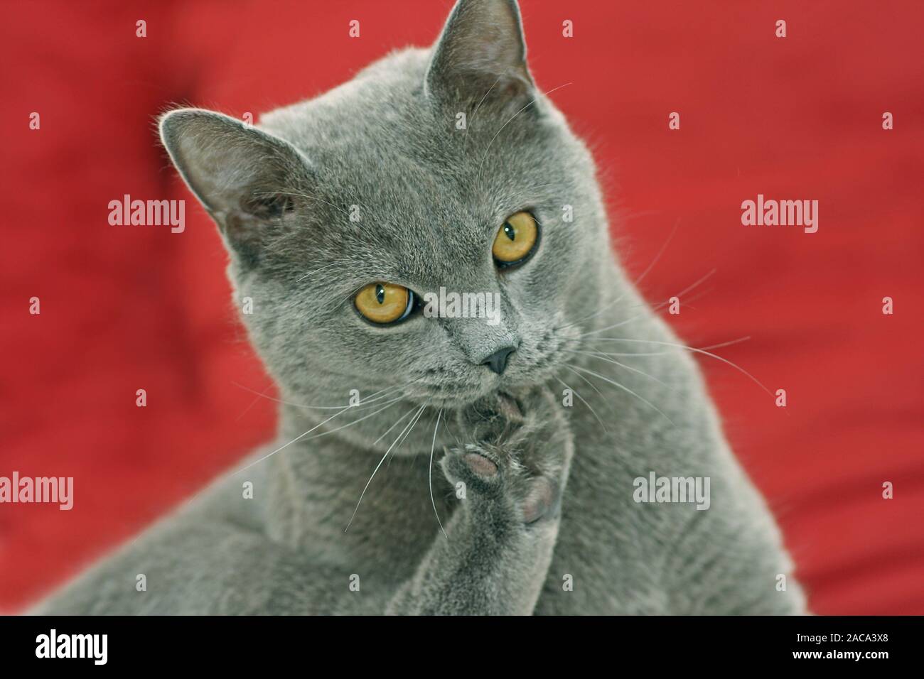 Chat Chartreux Banque De Photographies Et D Images A Haute Resolution Alamy
