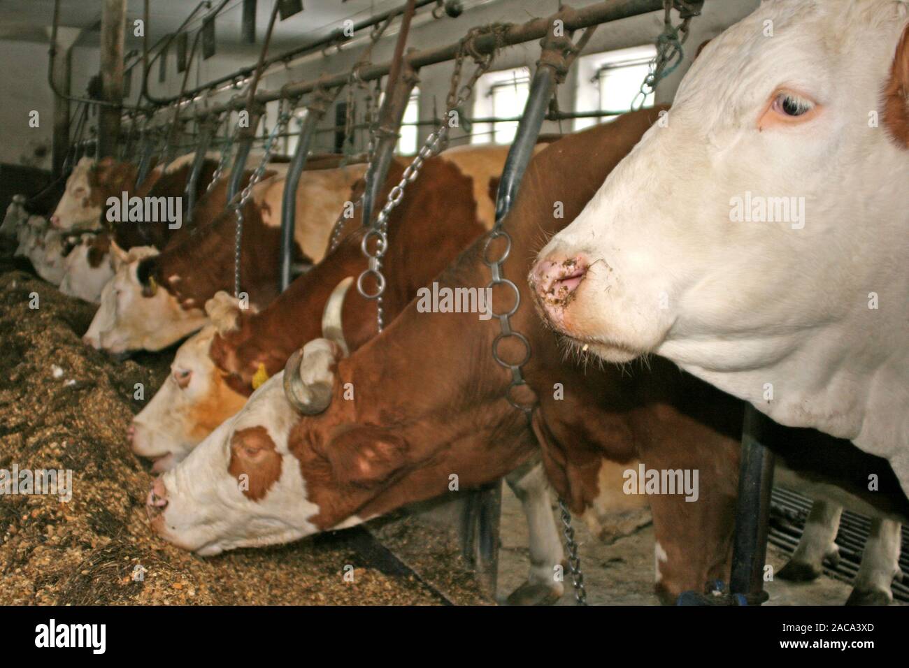 Les vaches laitières dans la grange Banque D'Images