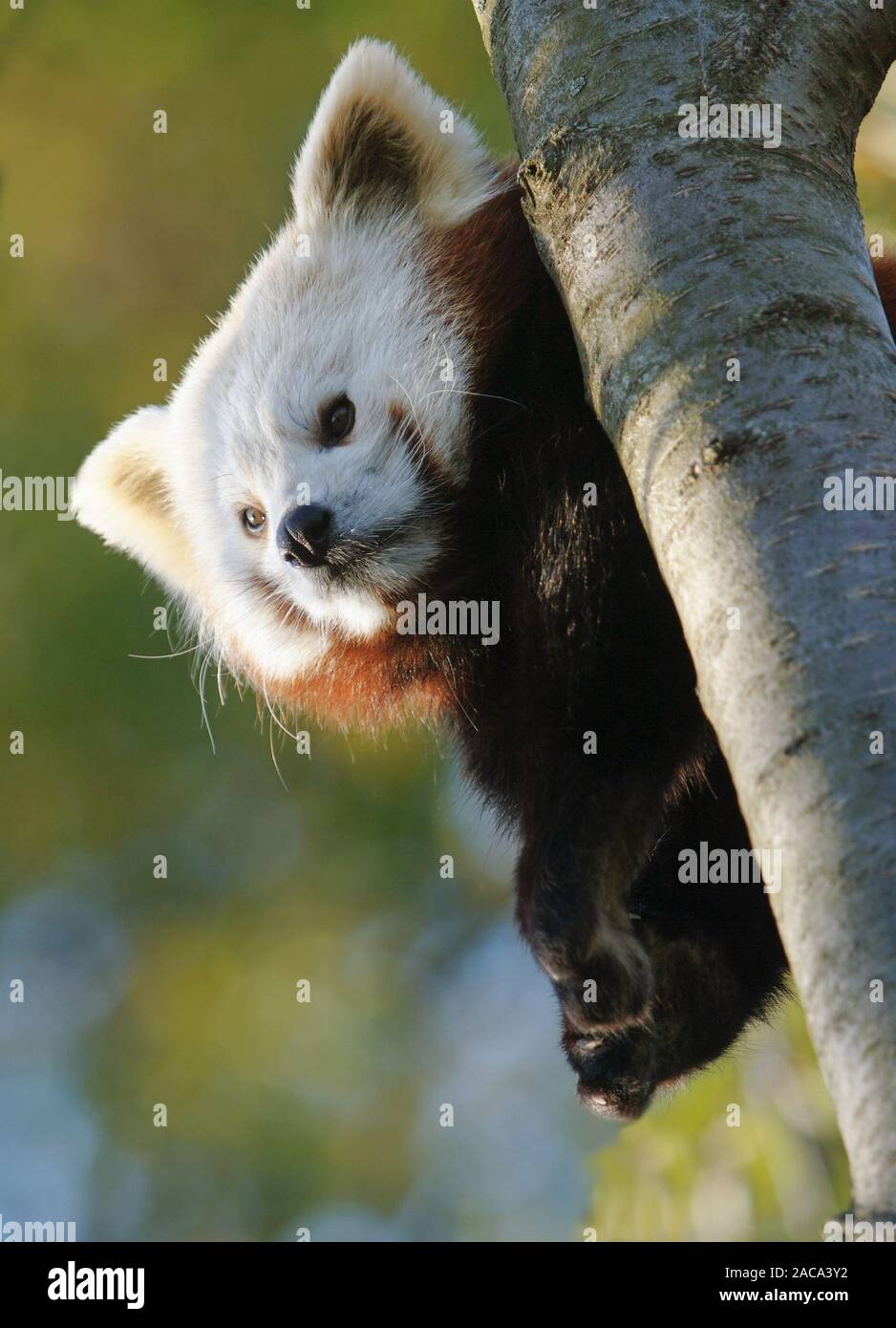 Gopher panda Banque D'Images