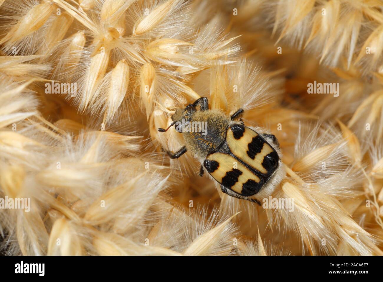 Abeille INSECTE (Trichius fasciatus) reposant sur l'herbe seedheads. Lot Région, France. Banque D'Images