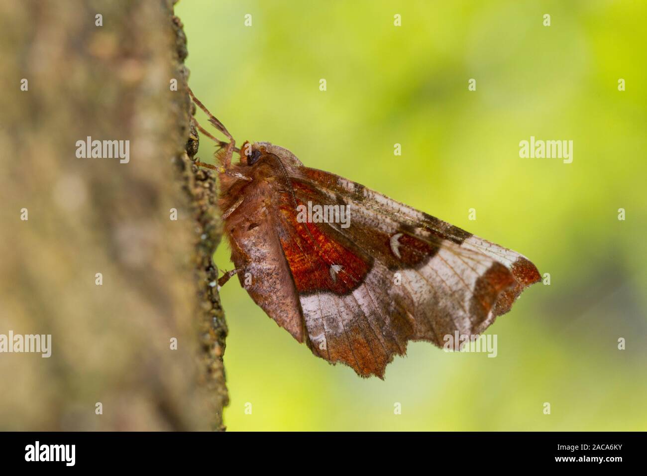 Selenia tetralunaria Thorn (violet) papillon adulte reposant sur un tronc d'arbre. Powys, Pays de Galles. Avril. Banque D'Images