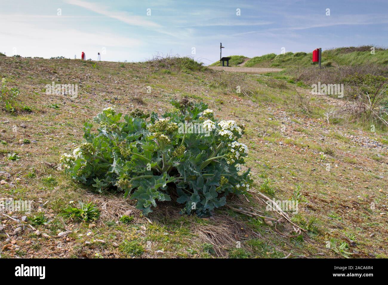 Kale Crambe maritima (mer) floraison sur une plage de galets. Newhaven, East Sussex, Angleterre. Avril. Banque D'Images