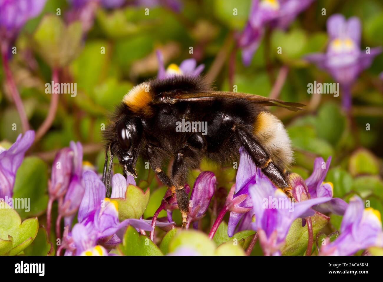 Vestal cuckoo bourdon (Bombus vestalis) femelle adulte se nourrit de la linaire à feuilles de lierre. Newhaven, East Sussex, Angleterre. Avril. Banque D'Images