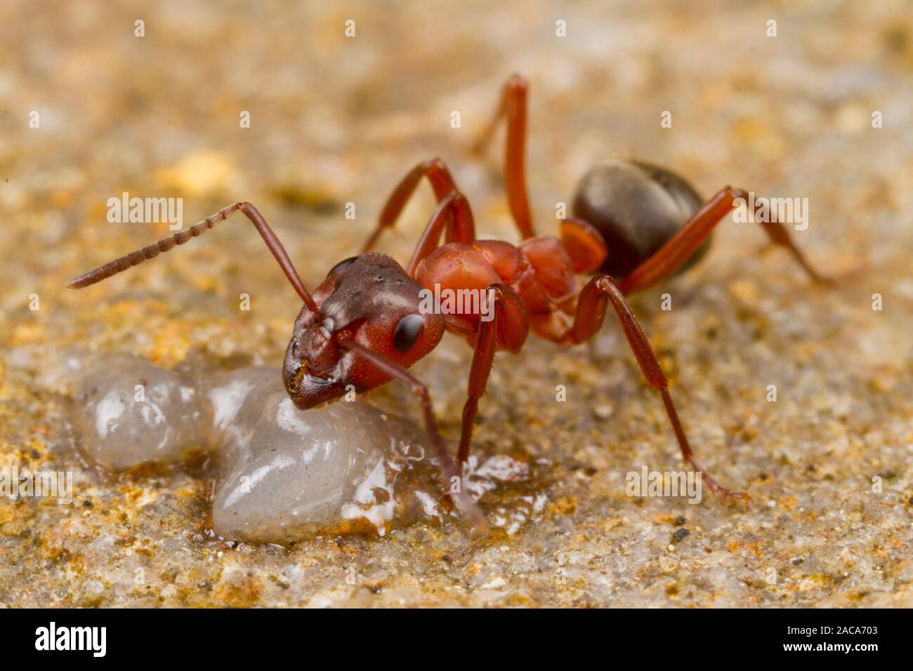 Rouge-sang de esclave Formica sanguinea (ant) travailleur adulte s'alimentant à l'appât. Herefordshire, en Angleterre. Mai. Banque D'Images