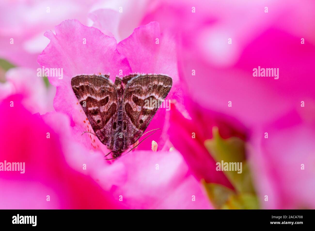 Mother Shipton (Euclidia mi) papillon adulte se nourrissant dans une fleur de Rhododendron. Powys, Pays de Galles. Mai. Banque D'Images