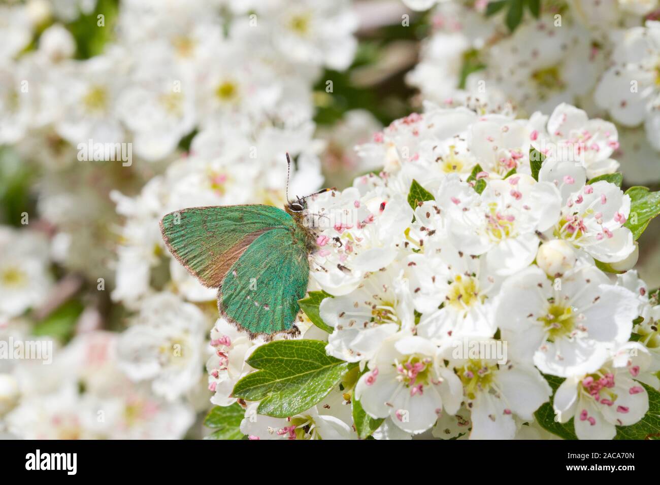 Porte-queue vert (Callophrys rubi) papillon adulte se nourrit de l'aubépine (Crataegus sp.) s'épanouir. Powys, Pays de Galles. Mai. Banque D'Images