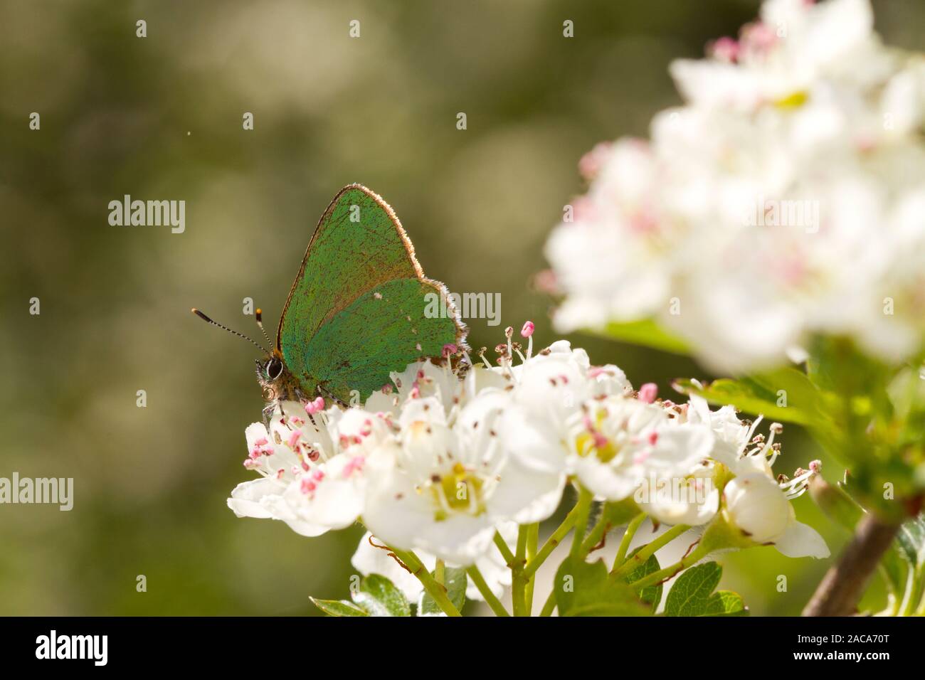 Porte-queue vert (Callophrys rubi) papillon adulte se nourrit de l'aubépine (Crataegus sp.) s'épanouir. Powys, Pays de Galles. Mai. Banque D'Images