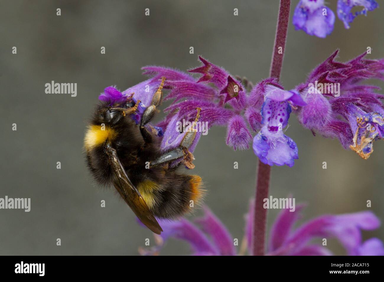 Début de bourdon (Bombus pratorum) travailleur adulte se nourrit de Nepeta variété dans un jardin. Powys, Pays de Galles. De juin. Banque D'Images