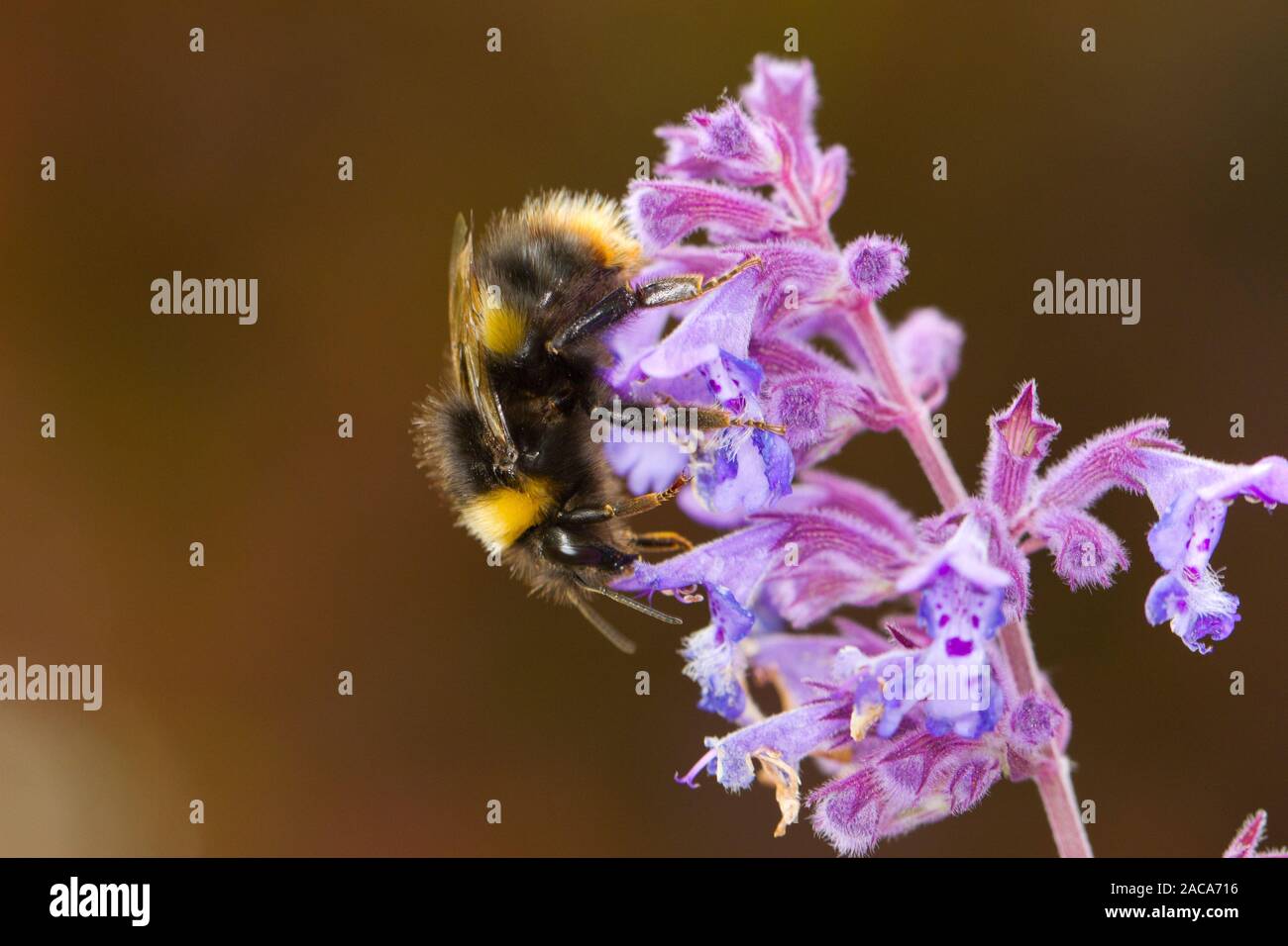 Début de bourdon (Bombus pratorum) travailleur adulte se nourrit de Nepeta variété dans un jardin. Powys, Pays de Galles. De juin. Banque D'Images
