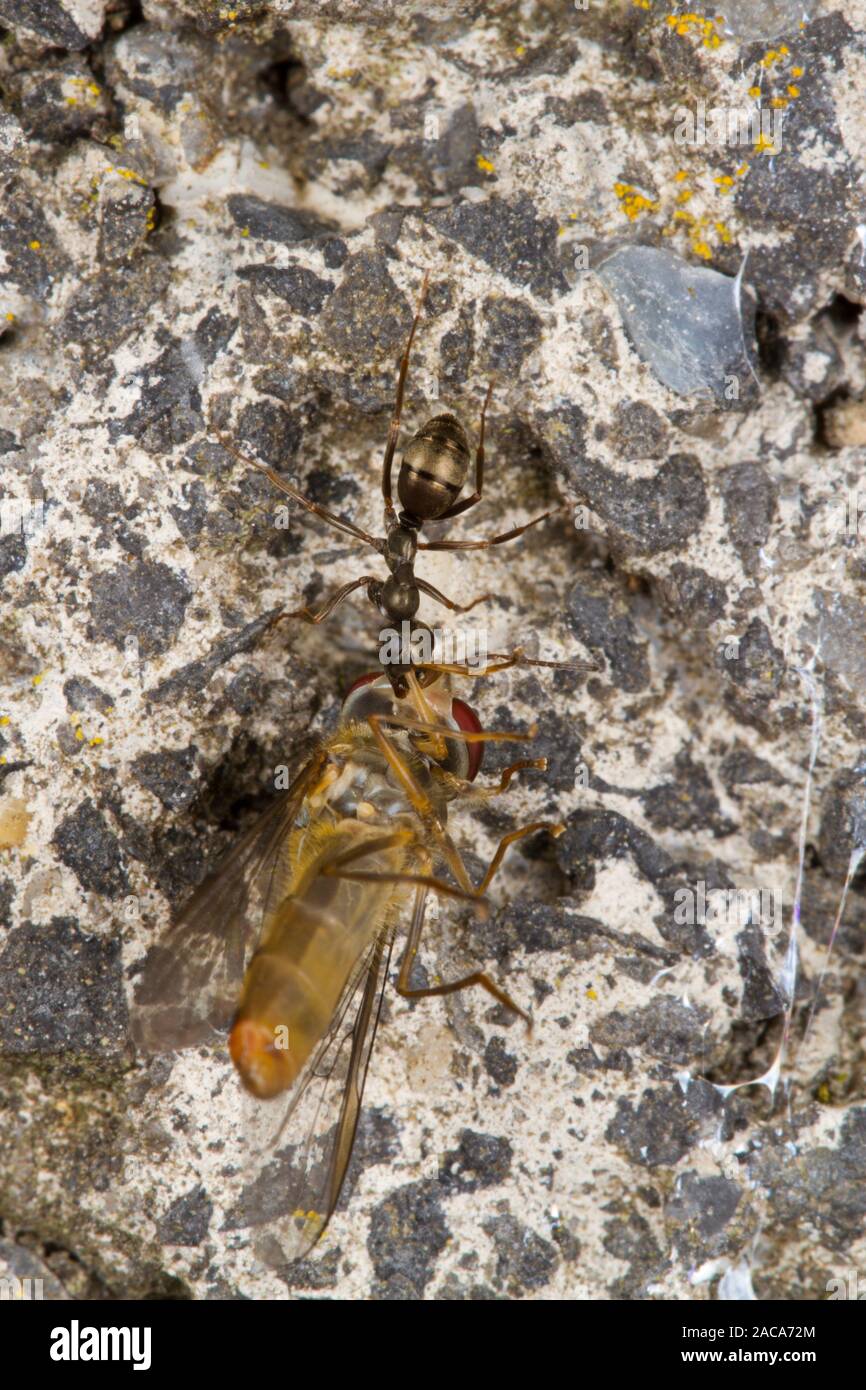 Formica lemani ant travailleur adulte transportant un mort voler jusqu'à un mur. Powys, Pays de Galles. Juillet. Banque D'Images