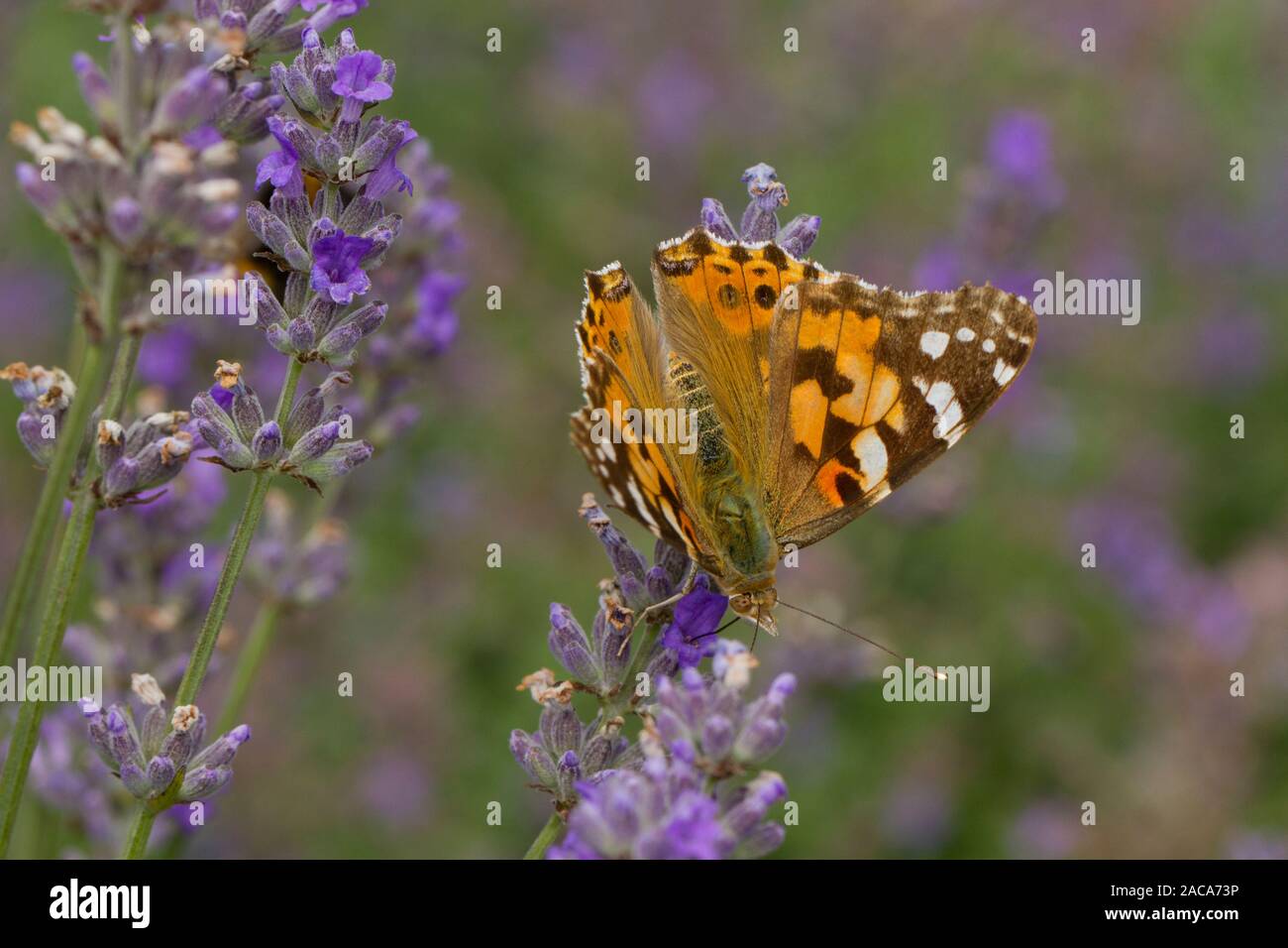 La belle dame (Vanessa cardui) papillon adulte se nourrit de la lavande dans un jardin. Carmarthenshire, Pays de Galles. En août. Banque D'Images