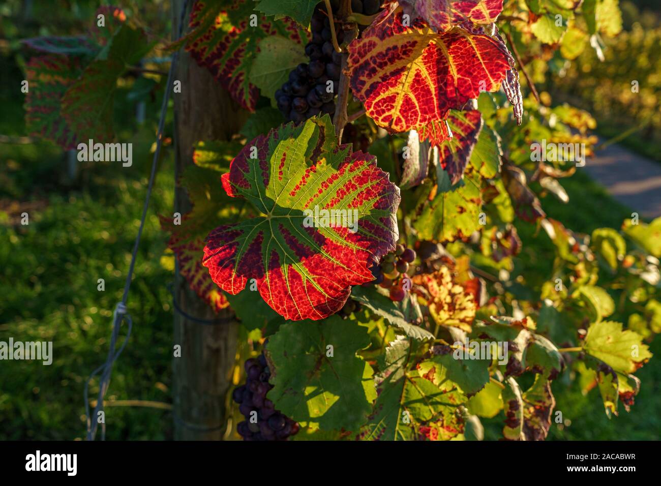 Les usines de vin à l'automne avec les feuilles colorées à l'heure d'or Banque D'Images