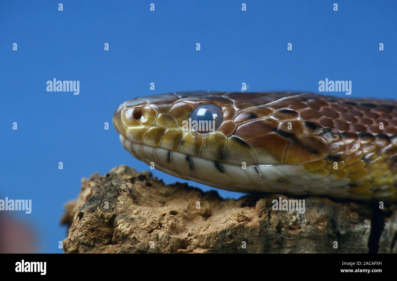 Serpent des blés elaphe guttata Banque de photographies et d'images à haute  résolution - Alamy