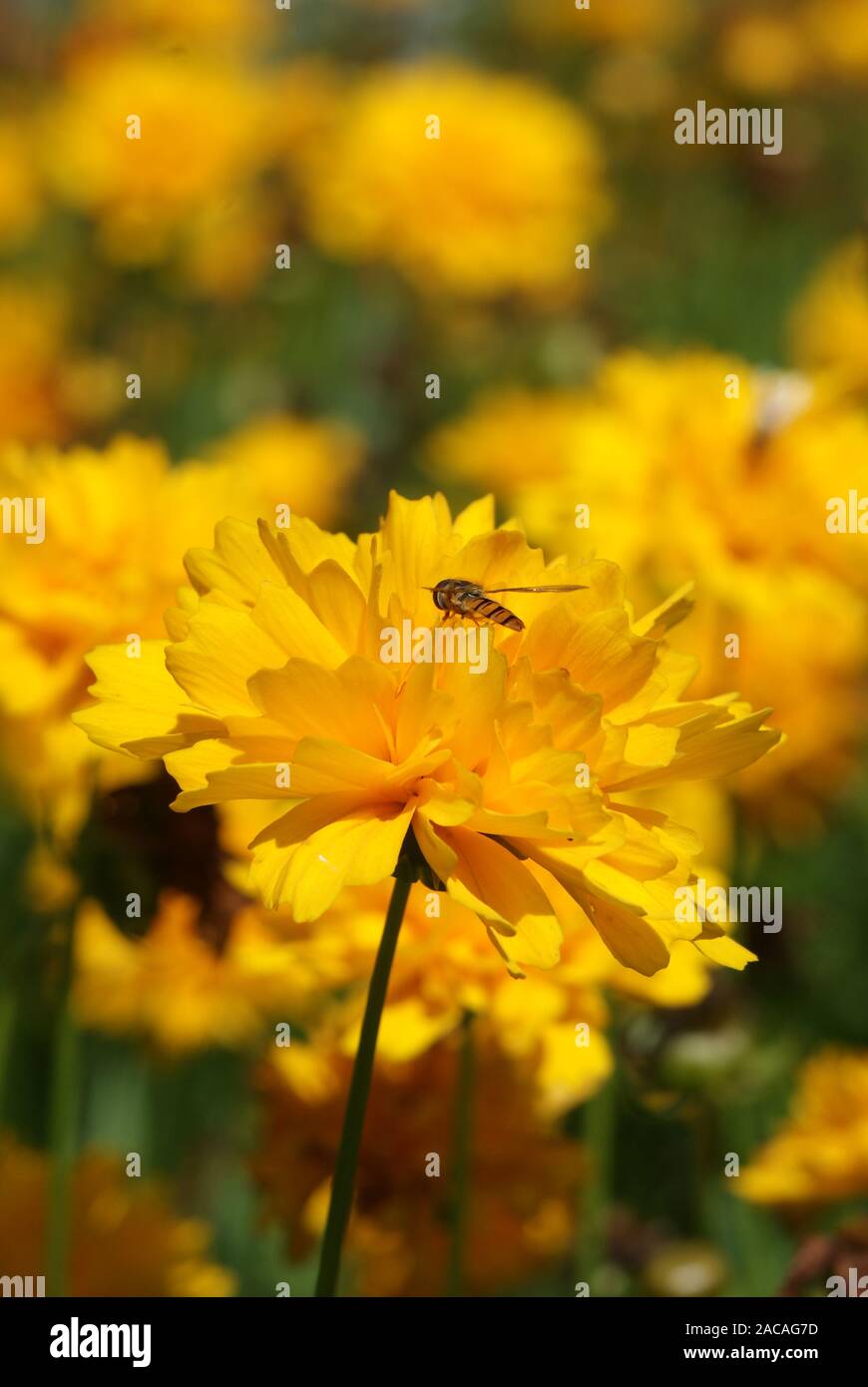 Coreopsis lanceolata, girl's eye Banque D'Images