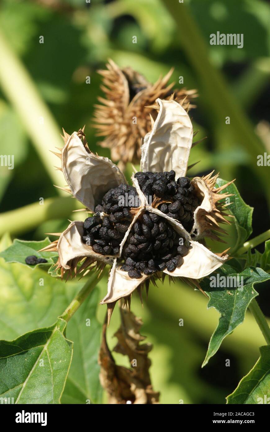 Le Datura stramonium, Stechapfel, thorn apple Banque D'Images