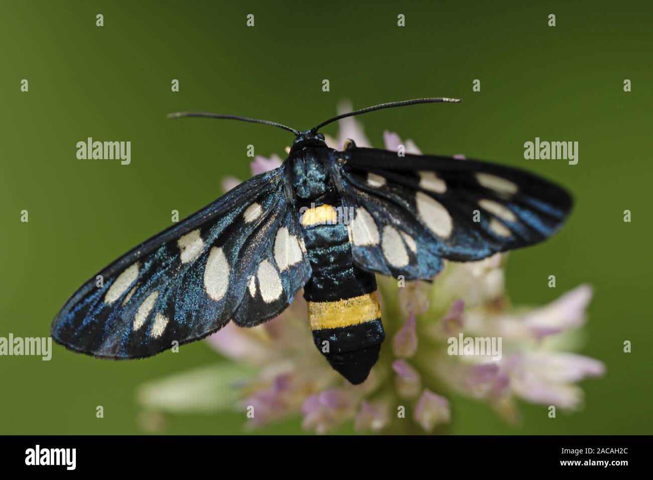 Weissfleck-Widderchen, Amata phegea, neuf-spotted Moth, le parc national de Neusiedler See, Oesterreich, Autriche Banque D'Images