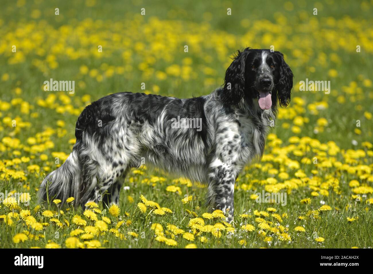 Grand chien mâle Epagneul, Banque D'Images