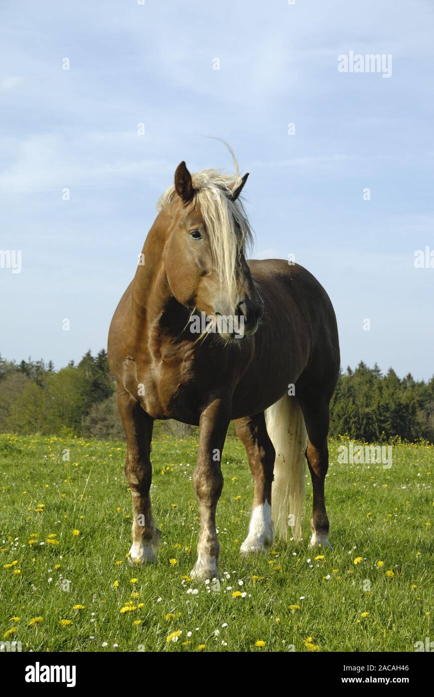 Sueddeutsche Kaltblutpferde, Hengest, Equus ferus caballus, Projet de l'Allemagne du Sud, étalon cheval Banque D'Images