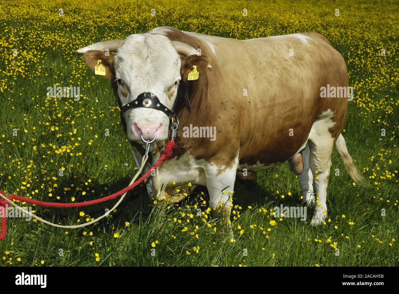 Hinterwaelder couenne, Bulle, Bos primigenius f. taurus, Hinterwald Bovins, Bull Banque D'Images