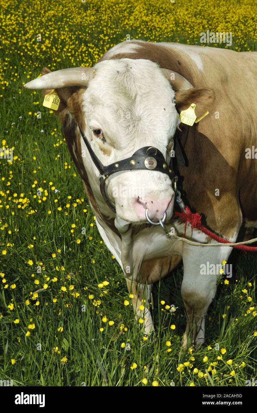 Hinterwaelder couenne, Bulle, Bos primigenius f. taurus, Hinterwald Bovins, Bull Banque D'Images