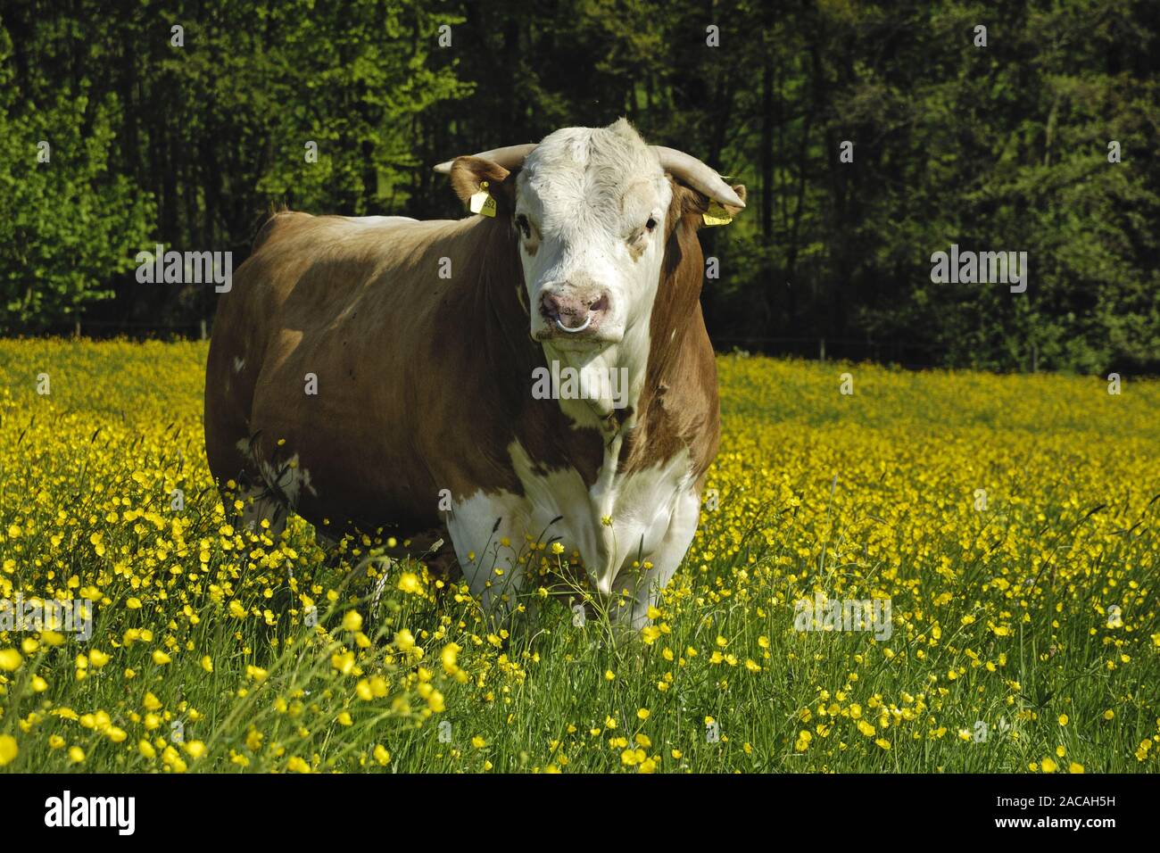 Hinterwaelder couenne, Bulle, Bos primigenius f. taurus, Hinterwald Bovins, Bull Banque D'Images