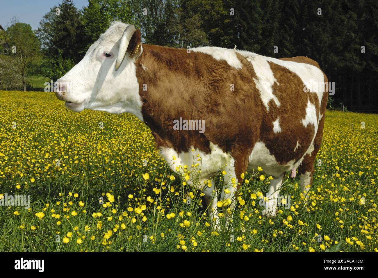 Hinterwaelder couenne, Kuh, Bos primigenius f. taurus, Hinterwald, vache Bovin Banque D'Images